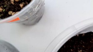 Семена глоксиний начинают всходить.