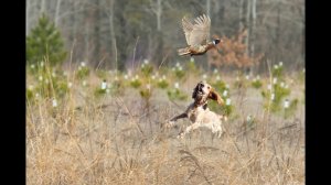 Открытие охоты на фазана. Pheasant hunt.mp4