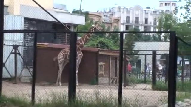 Жираф в зоопарке.wmv смотреть онлайн