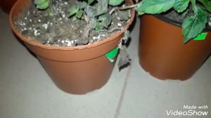 АХИМЕНЕСЫ. Ахименесы уходят на зимний отдых (продолжение). Уход осенью.