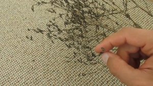 Как собирать свои семена салата