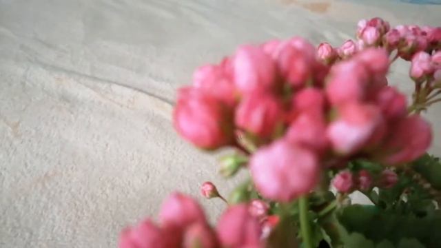 ПЕЛАРГОНИЯ НЕ ЛЮБИТ ЯРКОЕ СОЛНЦЕ смотреть онлайн