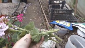 Летняя обрезка зональной пеларгонии