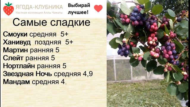 Самая сладкая и крупная Ирга канадская на весну 24 года