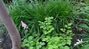 Астильба из семян. Цветение в первый год