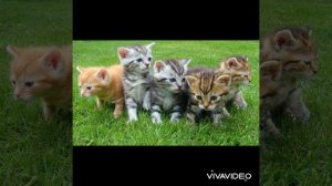 Как мяукает котенок? Звук для твоего питомца. Включи и наблюдай. #kitten #sound #животные #котята