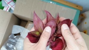 Мои комнатные цветы. Распаковка посылки с цветами. Новые растения в моей коллекции.