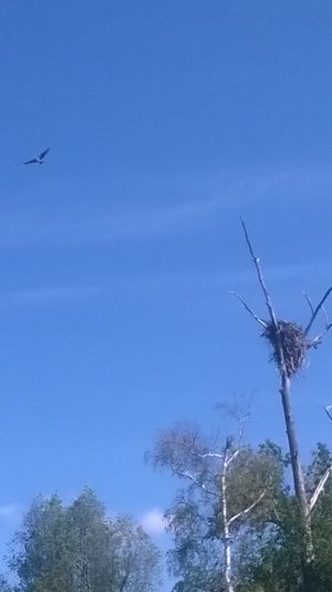 Синий цвет.