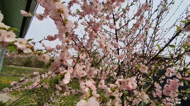 Луизеания расцвела пышными цветками у нас под окном ! Зацветают груши , яблони и сливы . 11 мая 202 смотреть онлайн