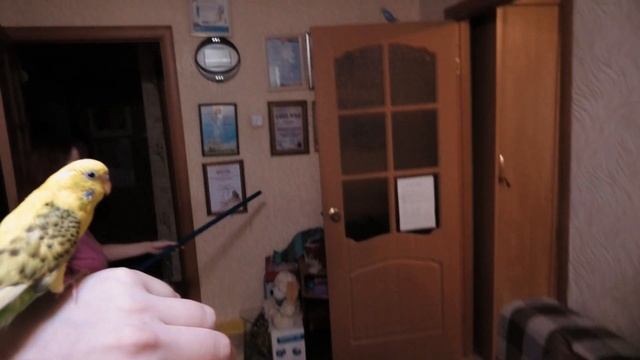 Как поймать попугая? Самый простой способ, попугай сам прилетит. #минизоопарк
