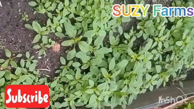 Indigenous nursery, #broadcast #seeds #organic #gardening смотреть онлайн