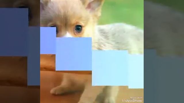Фото милых собачек!