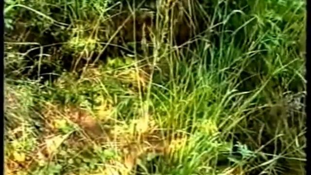 Боровно.Тверская обл.В.Волоцкий р-он.Боровенский край смотреть онлайн