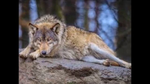 КОРГАЛЖЫНСКИЙ ЗАПОВЕДНИК БЛИЗ ГОРОДА НУРСУЛТАН