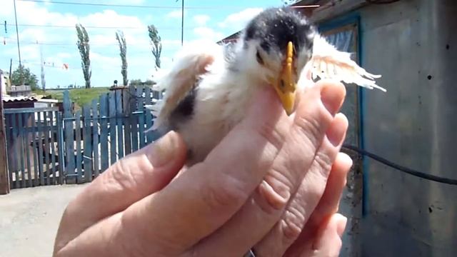 Деревенские куры. Чудо цыплёнок. смотреть онлайн