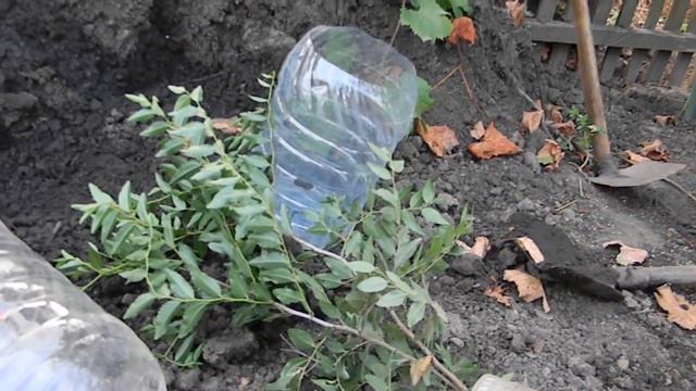 Выращиваем зизифус вместе. смотреть онлайн