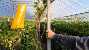 Теплица для винограда и малообьемки 72×11м