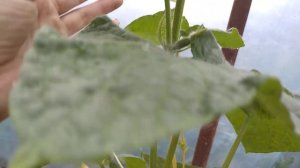 ХИТРЫЙ СПОСОБ подвязать огурцы, проще не придумали