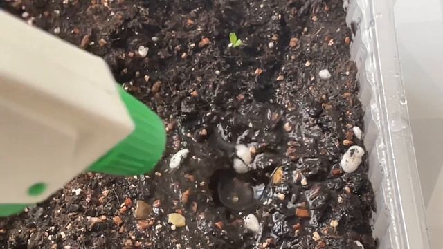 Петуния взошла! Что дальше? РЕЛАКС…окучиваем))) смотреть онлайн