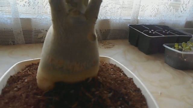 Адениум: бонсай смотреть онлайн