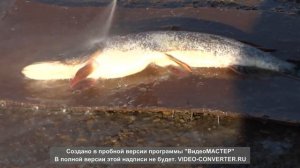 Чистка рыбы Керхером.avi