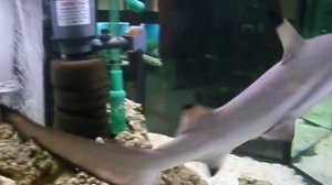 Аквариумная акула