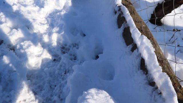 ❄Зимняя Дача: Снег, Кошки, Собаки, Огород. Холод =) | Ютуб Дача 2021 смотреть онлайн