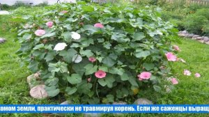 Когда и как сажать семена мальвы в домашних условиях на рассаду