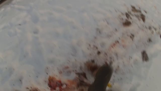 Расправа серых над косулей!Волки полностью съели козу! смотреть онлайн