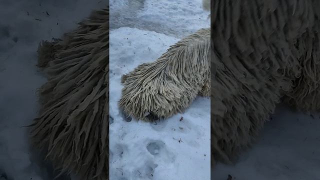 Снежок наше всё ☺️