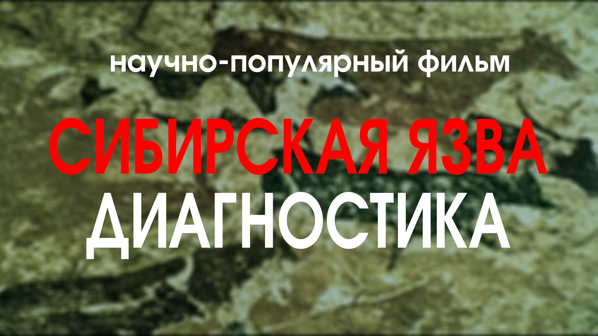 Сибирская язва - диагностика, Ростовская киностудия, 1987 год