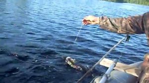 Ловля Щуки Летом На рогатки