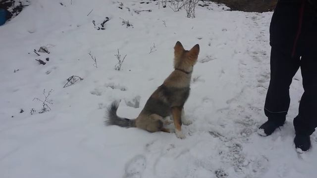 Дрессировка собак-Метис Лайка Ася 4 мес смотреть онлайн