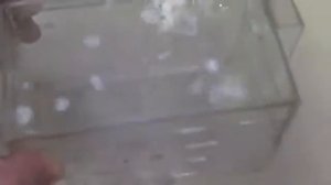 С какими рыбками уживаются креветки вишенки