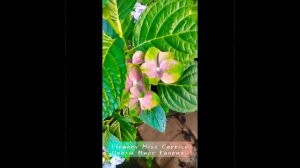 Гортензия крупнолистная Мата Хари