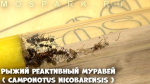 Каких размеров бывают муравьи, обзор и сравнение муравьёв.