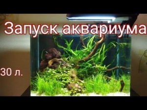 Как запустить аквариум на 30 литров