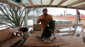 Лишний вес у собаки.Как определить? Влияние лишнего веса на здоровье и дрессировку\тренировку собак