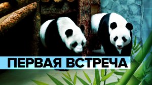 Свели больших панд: первая встреча Жуи и Диндин в Московском зоопарке
