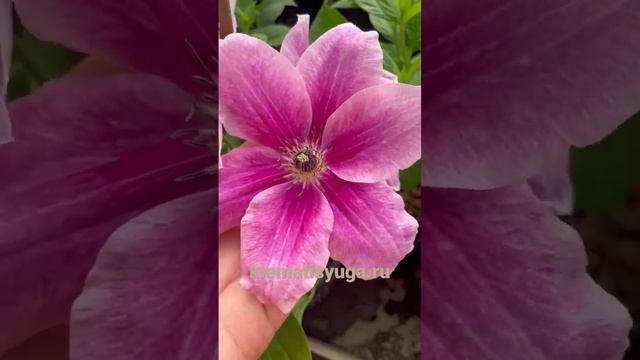 Цветение клематиса «My Darling» На побегах текущего года. 2 группа обрезки смотреть онлайн