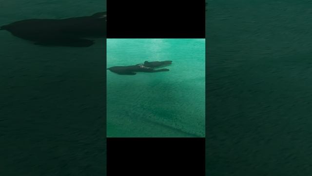 "Дикие псы". 10 серия "Враг питбуля Мусы и Графа". смотреть онлайн