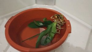 ВЯНУТ ЛИСТЬЯ ОРХИДЕИ. ЧТО ДЕЛАТЬ?