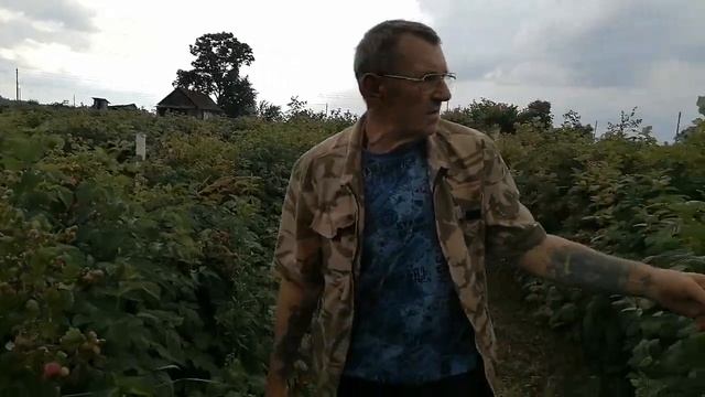 Малина. Летний сорт Глен Ампл смотреть онлайн