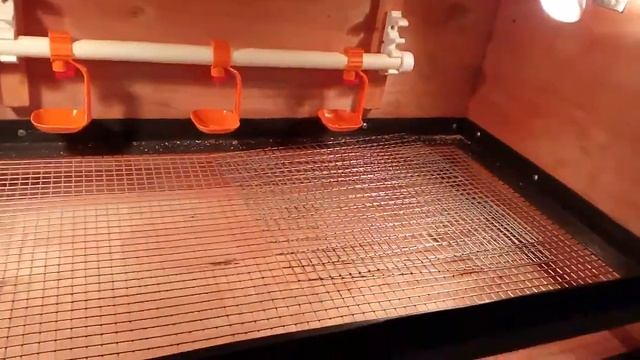 Брудер для цыплят своими руками смотреть онлайн