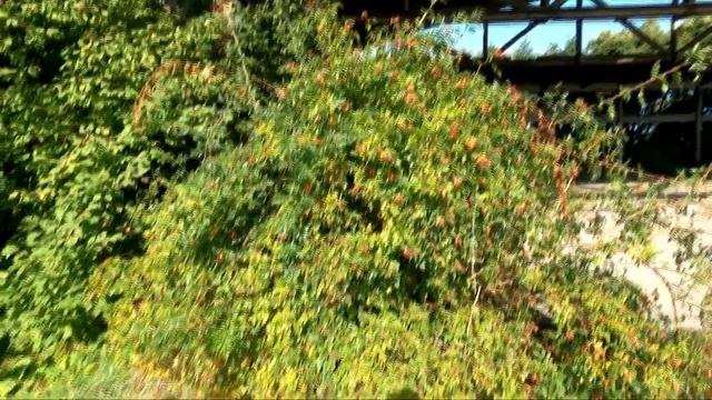 Красивый шиповник смотреть онлайн