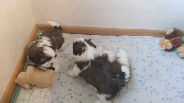 Ши-тцу. Наши малыши от Интерчемпиона. р.25.08.2022 смотреть онлайн