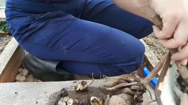 Деление клубня георгина перед посадкой