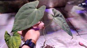 Cutting the roots and checking the condition of the roots of the anthurium galaxy