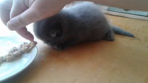 Первый прикорм( котятам 1 месяц 1 день, телятина с морковью)