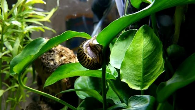 Neritina turrita zebra natalensis šnek